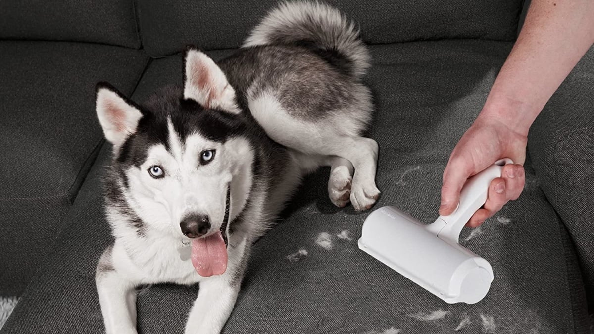 your-best-defense-for-a-clean-couch-during-pet-shedding-season-is-on-sale-for-$20