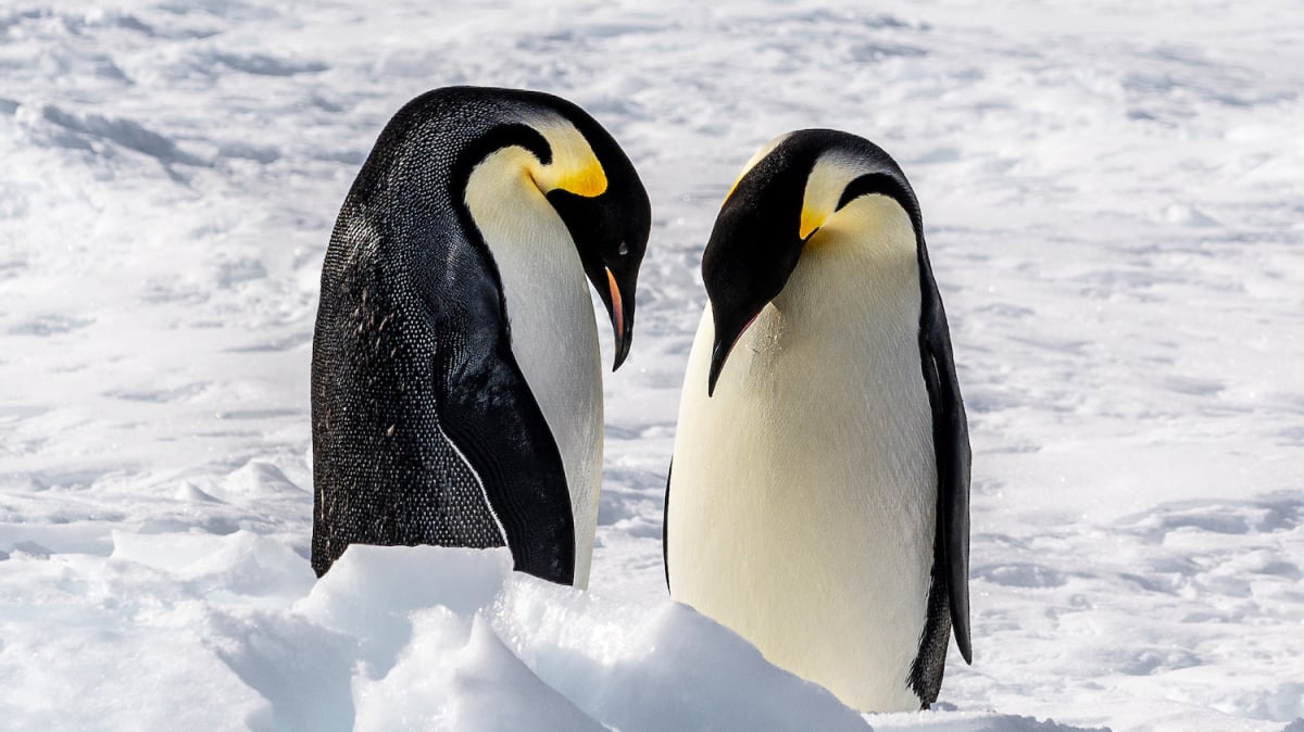 dramatic-images-show-why-emperor-penguins-were-hit-with-catastrophe