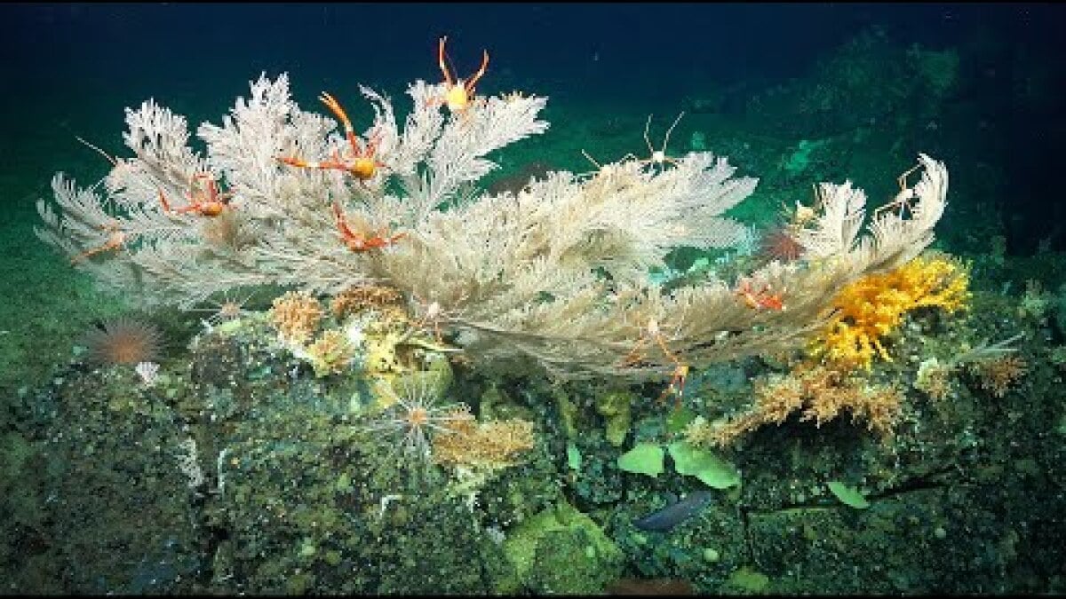 take-a-look-at-the-thousand-year-old-deep-sea-coral-reefs-untouched-by-humans
