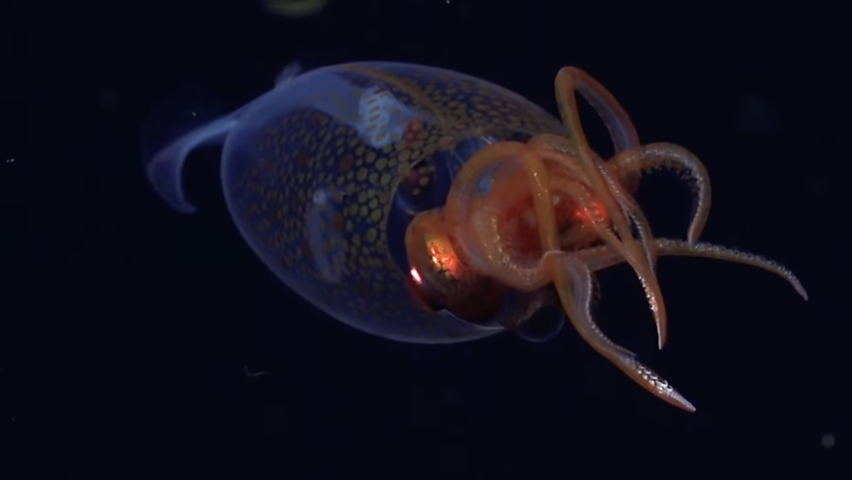 deep-sea-craft-filmed-unprecedented-footage-of-a-colossal-squid