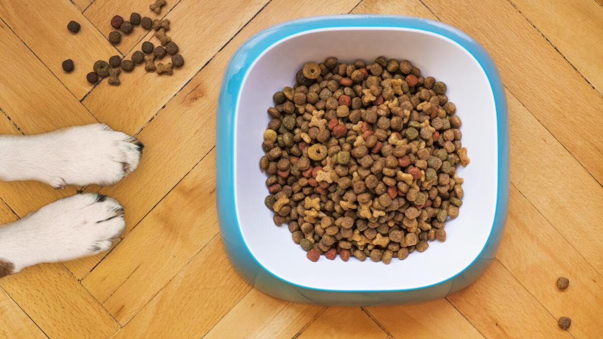 The Best Automatic Dog Feeders To Keep Your Pooch Fed On Time